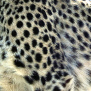 Leopardenprint